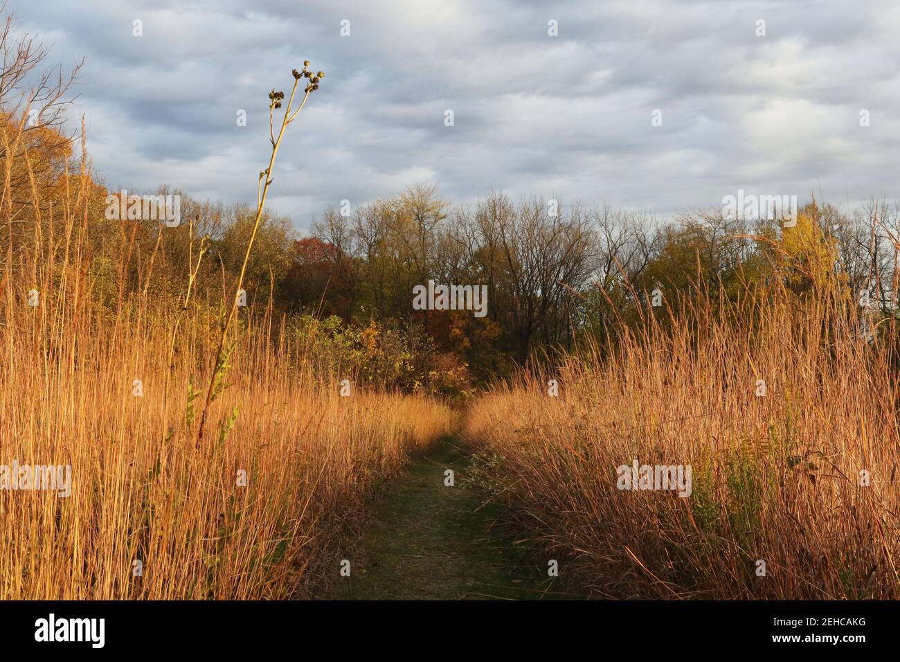 Percorso a piedi attraverso l'erba alta prateria. Luce del mattino presto. Marianist Environmental Education Center, Bergamo Center for Lifelong Learning, Mount SA Foto Stock