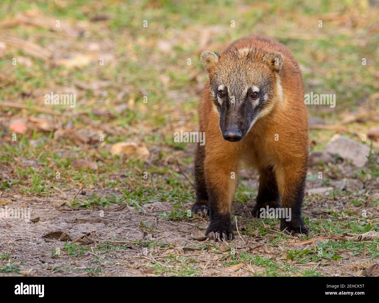 Coati sudamericani (Nasua nasua) primo piano, camminando verso spettatore, contatto con gli occhi, stanza per la copia Foto Stock