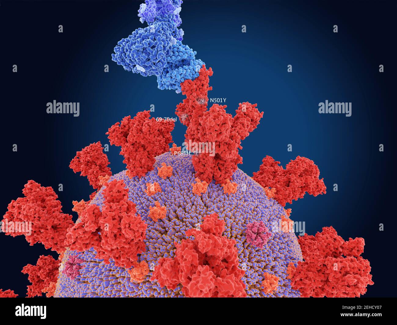 Covid-19 variante B.1.1.7, illustrazione Foto Stock