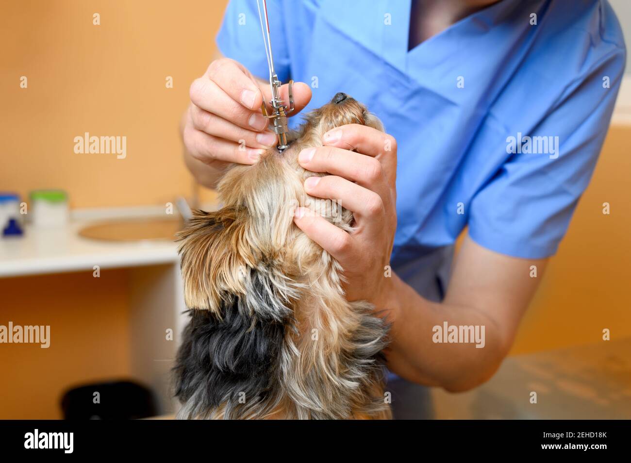 Maschio veterinario professionale medico che esamina l'occhio del cane. Foto di alta qualità Foto Stock