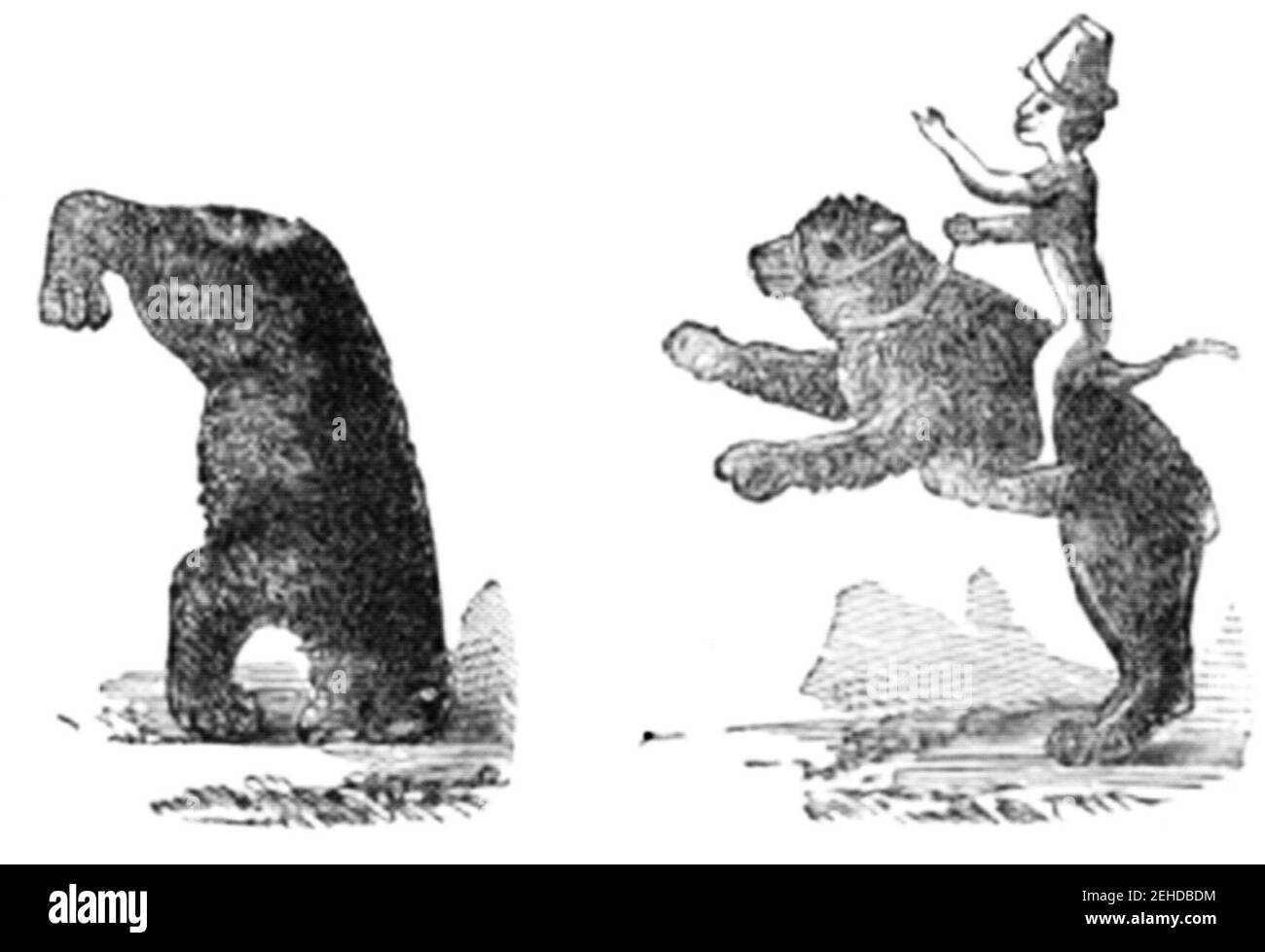 P471-Dancing Bears e scimmia 13 ° secolo. Foto Stock