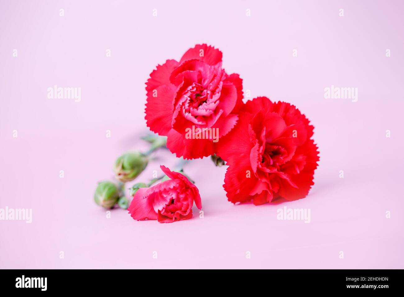 Fiori di garofano rossi su sfondo rosa pastello Foto Stock