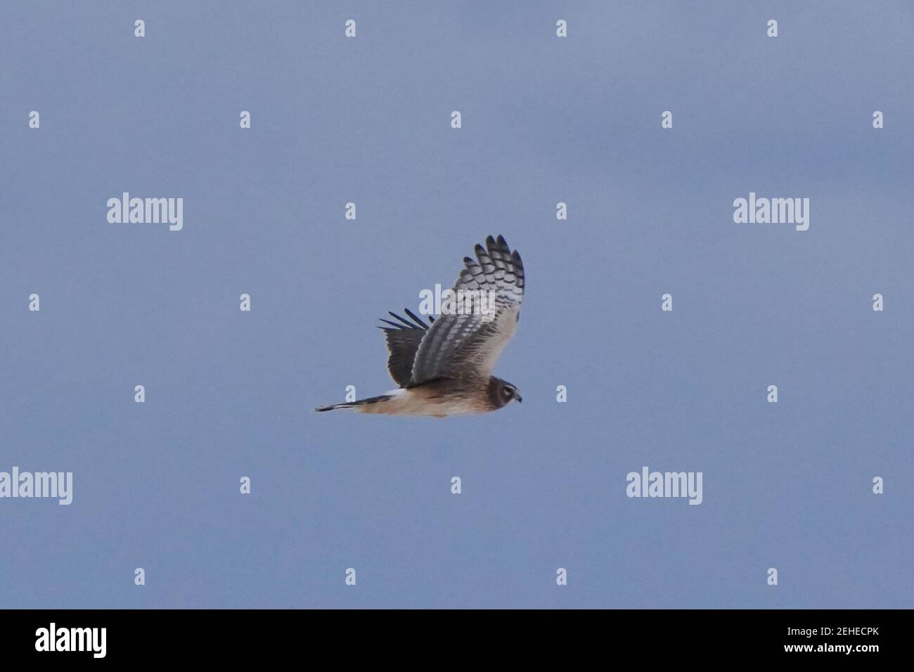 Caccia al falco Harrier in territorio gufo Foto Stock
