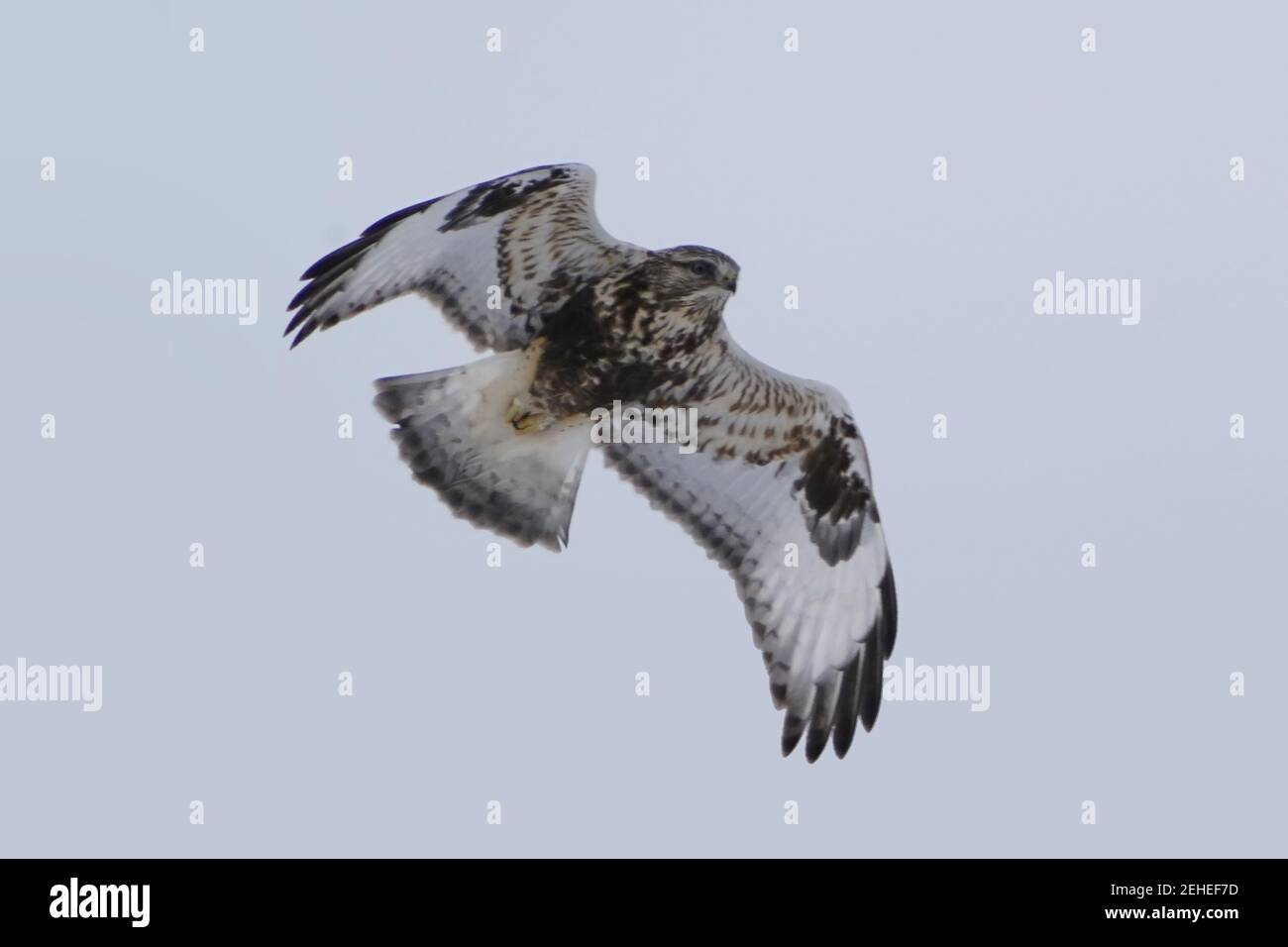 Falchi a zampe ruvide che perching e volare in inverno Foto Stock