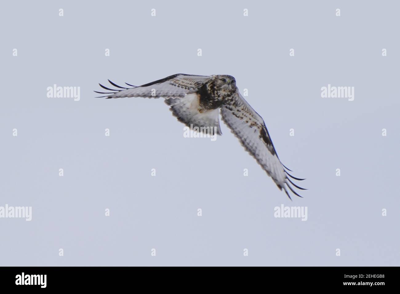 Falchi a zampe ruvide che perching e volare in inverno Foto Stock