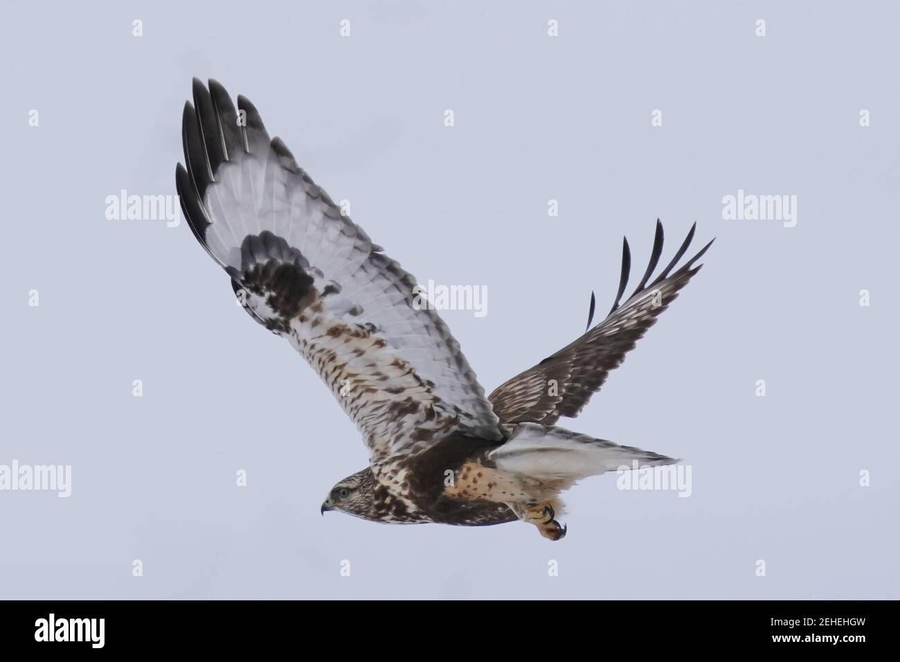 Falchi a zampe ruvide che perching e volare in inverno Foto Stock