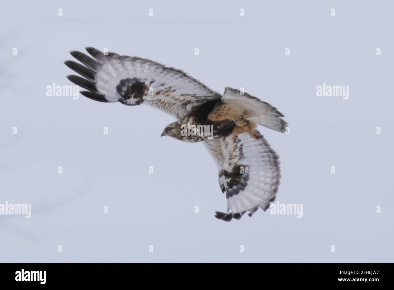 Falchi a zampe ruvide che perching e volare in inverno Foto Stock