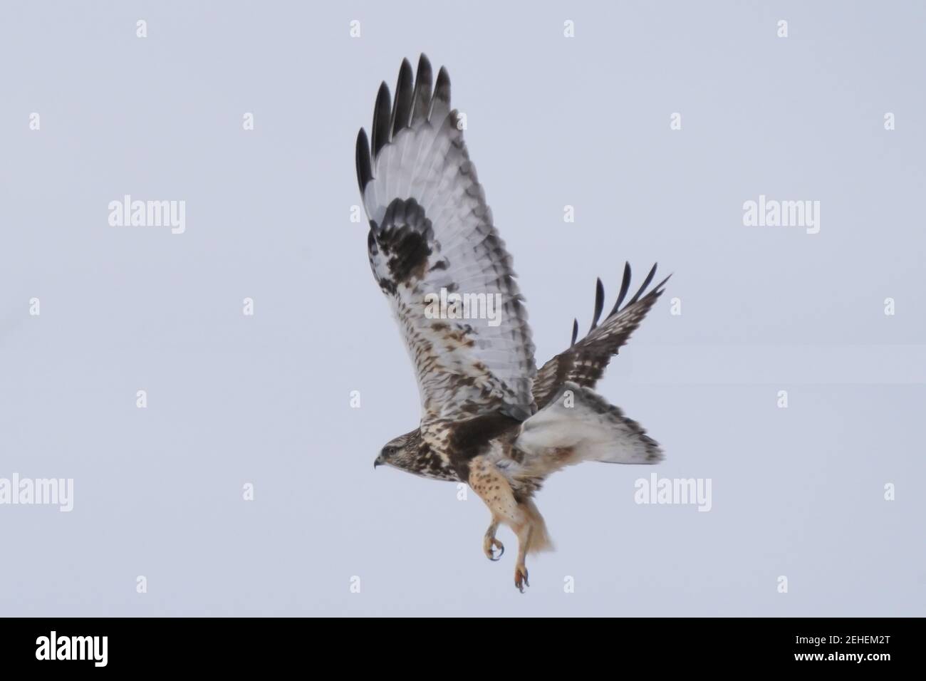 Falchi a zampe ruvide che perching e volare in inverno Foto Stock