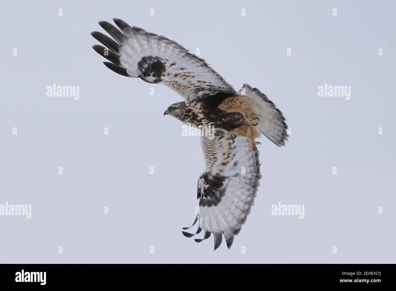 Falchi a zampe ruvide che perching e volare in inverno Foto Stock