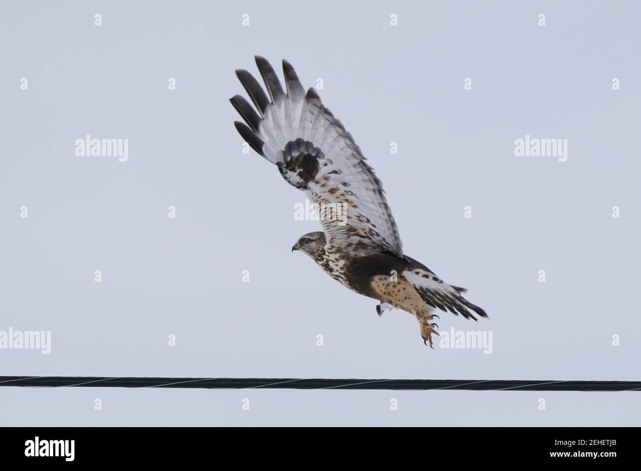 Falchi a zampe ruvide che perching e volare in inverno Foto Stock