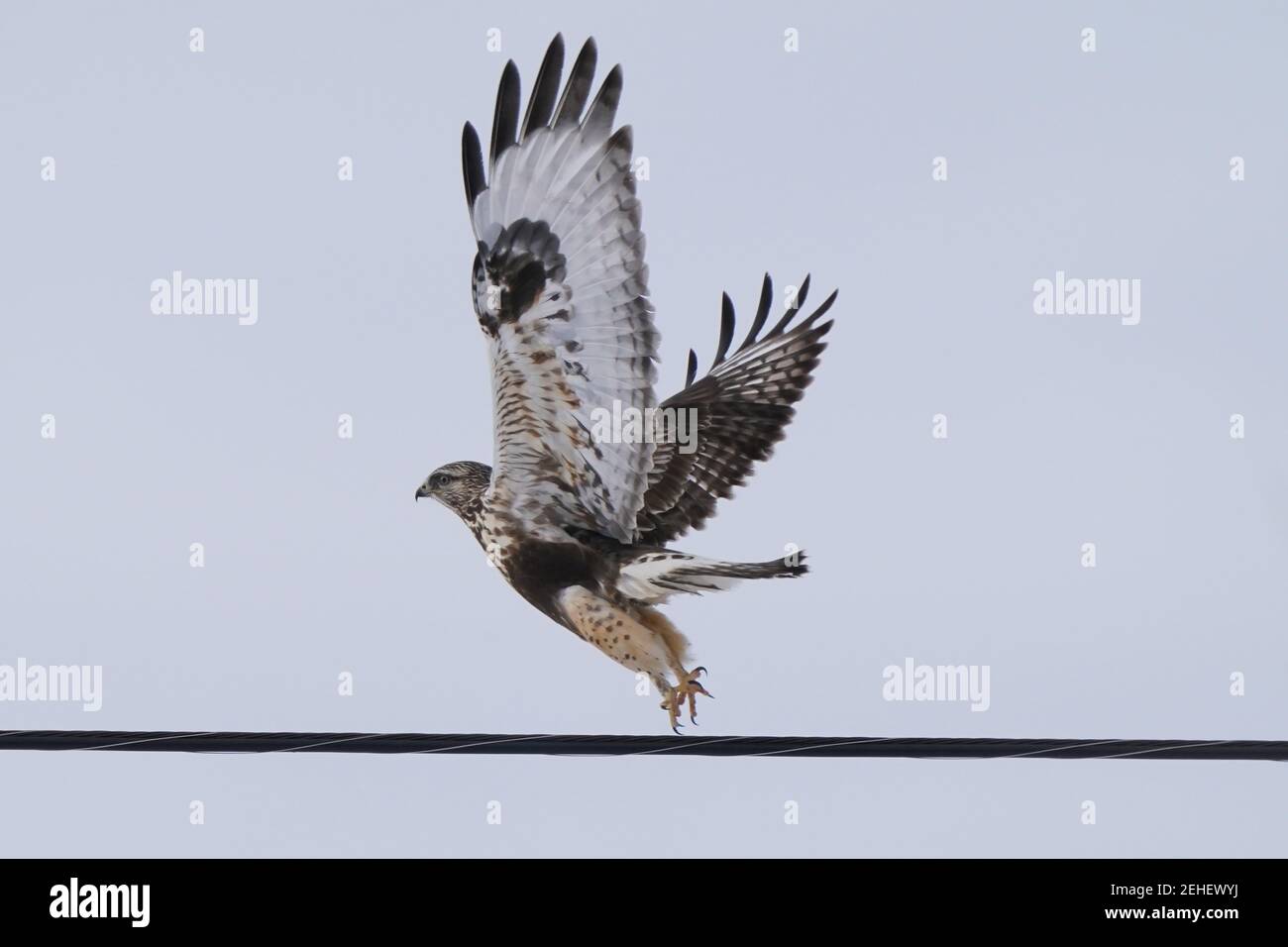 Falchi a zampe ruvide che perching e volare in inverno Foto Stock