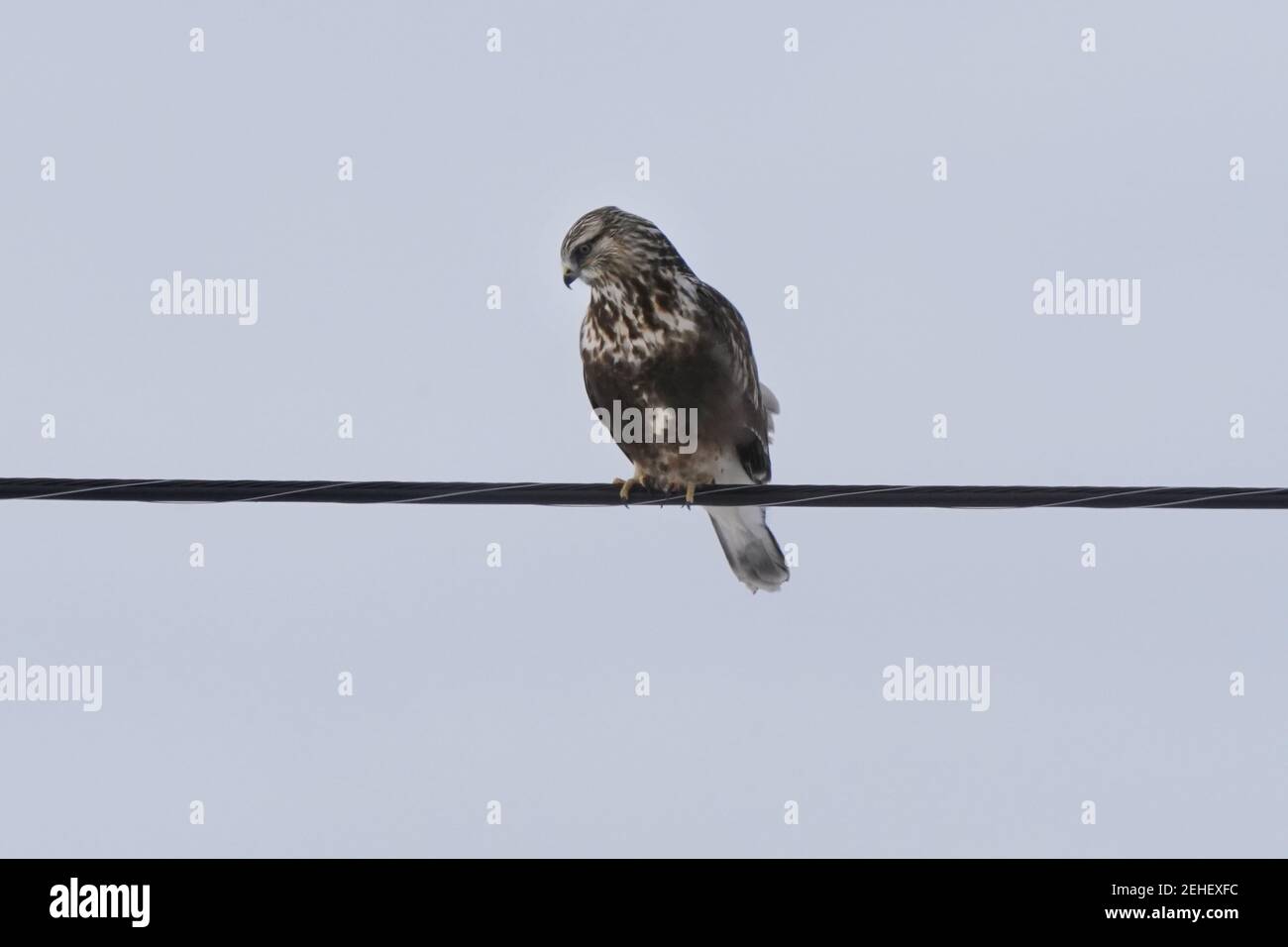 Falchi a zampe ruvide che perching e volare in inverno Foto Stock