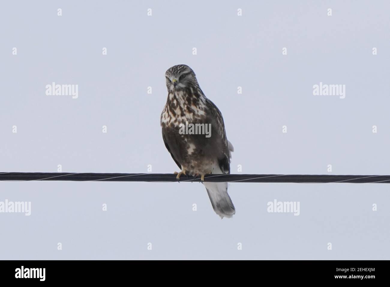 Falchi a zampe ruvide che perching e volare in inverno Foto Stock