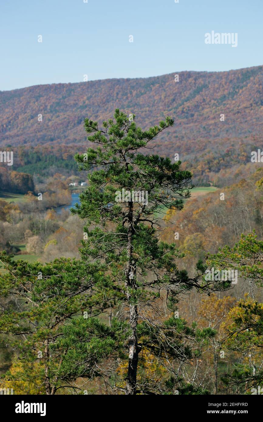 Un alto albero sempreverde cresce alto e si affaccia sul fiume Shenandoah Nel River state Park della Virginia Foto Stock
