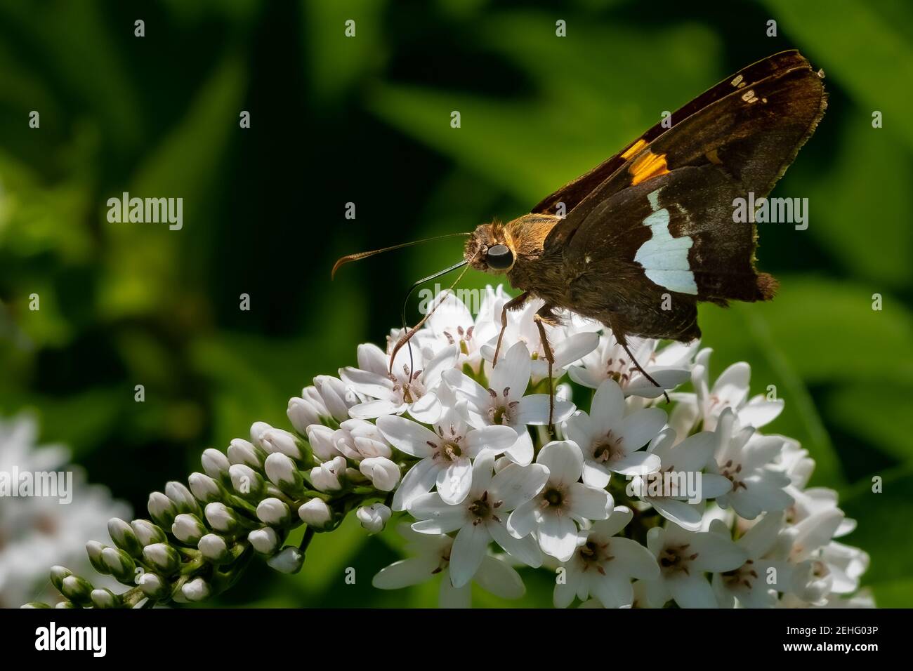 Una Skipper Butterfly (Epargyreus clarus) macchiata d'argento che si nutrono di un fiore a collo di cigno nel sole estivo. Foto Stock