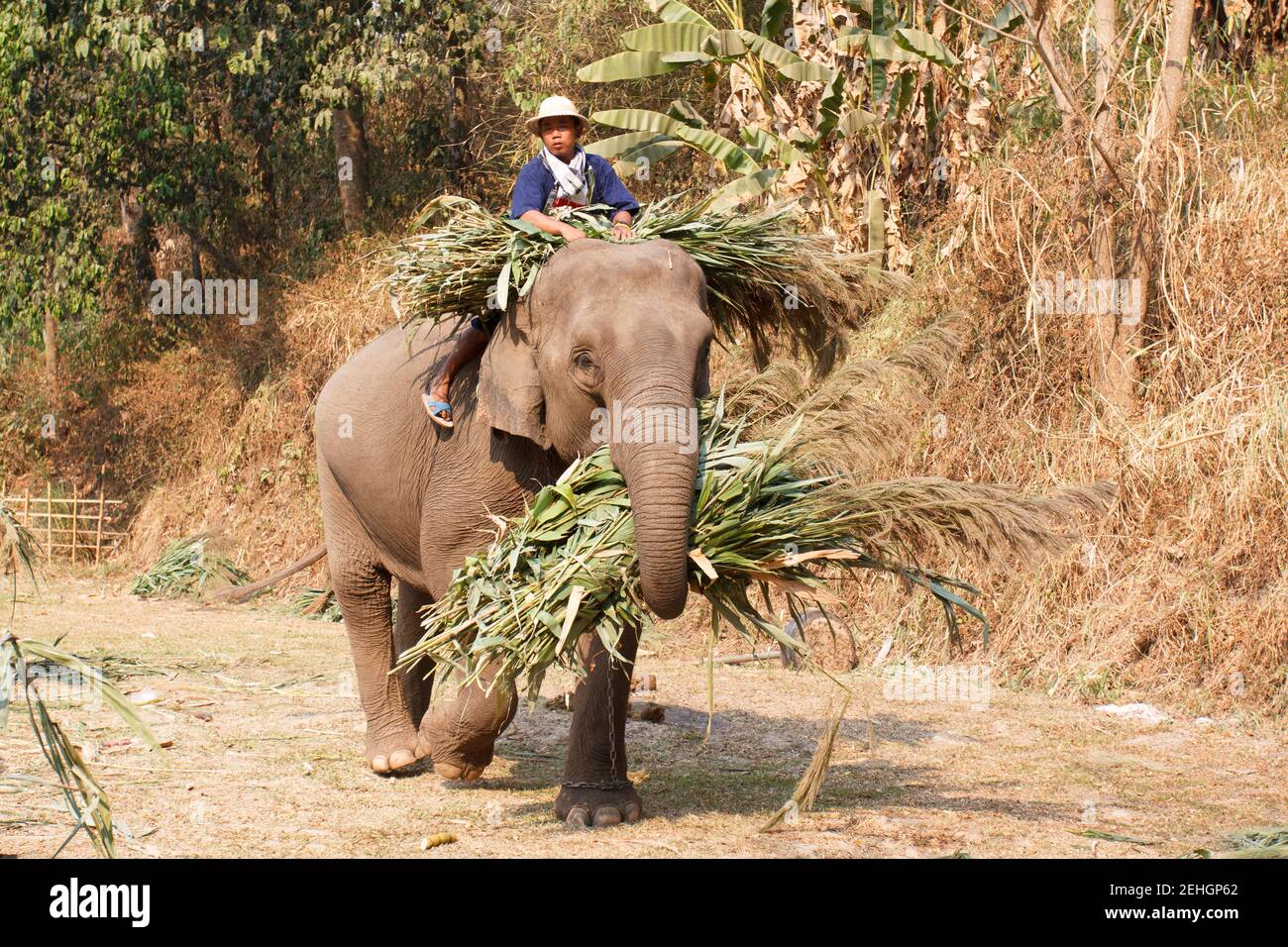 CHIANG mai, THAILANDIA - Marzo 13: 15° giorno nazionale degli elefanti thailandesi, gli elefanti portano il cibo a casa nel festival degli elefanti al campo degli elefanti di maesa Foto Stock