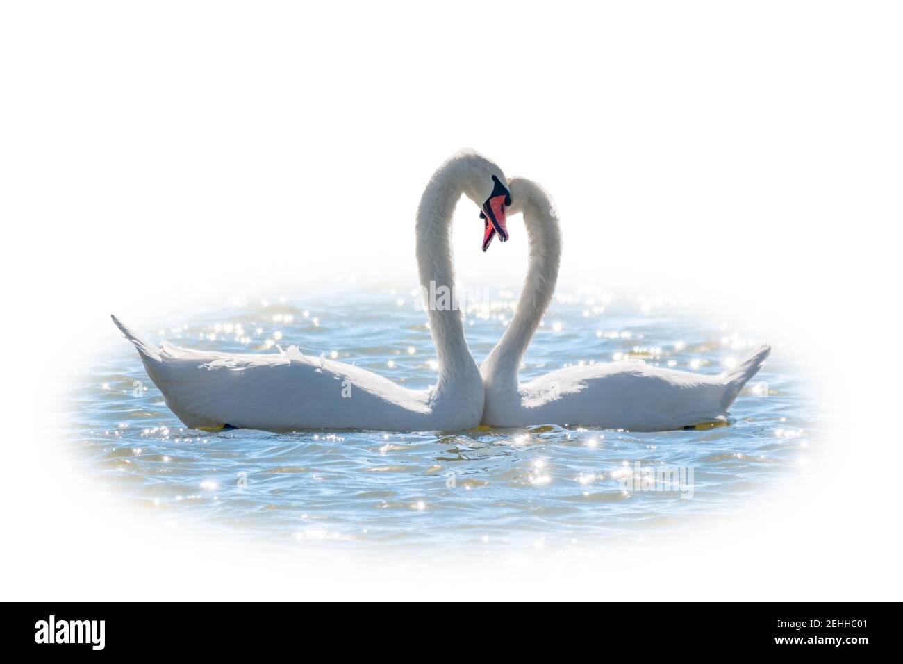 La coppia di cigni con il collo forma un cuore, isolato su sfondo bianco. Giochi di accoppiamento di un paio di cigni bianchi. Cigni nuotare sull'acqua. V Foto Stock