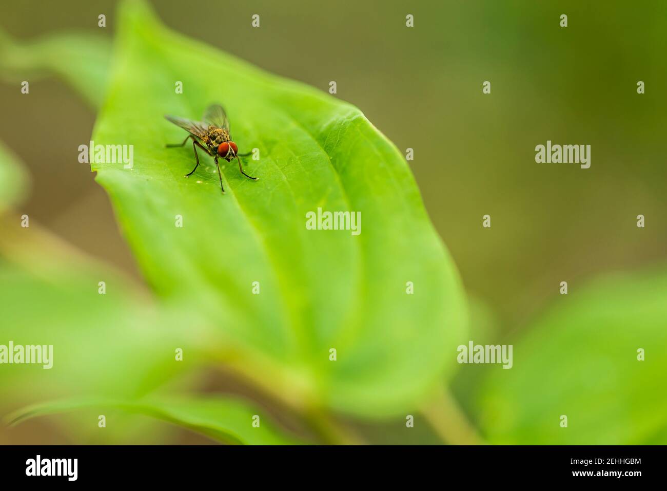 Una mosca (Housefly, Musca Dometica) su una foglia verde Foto Stock