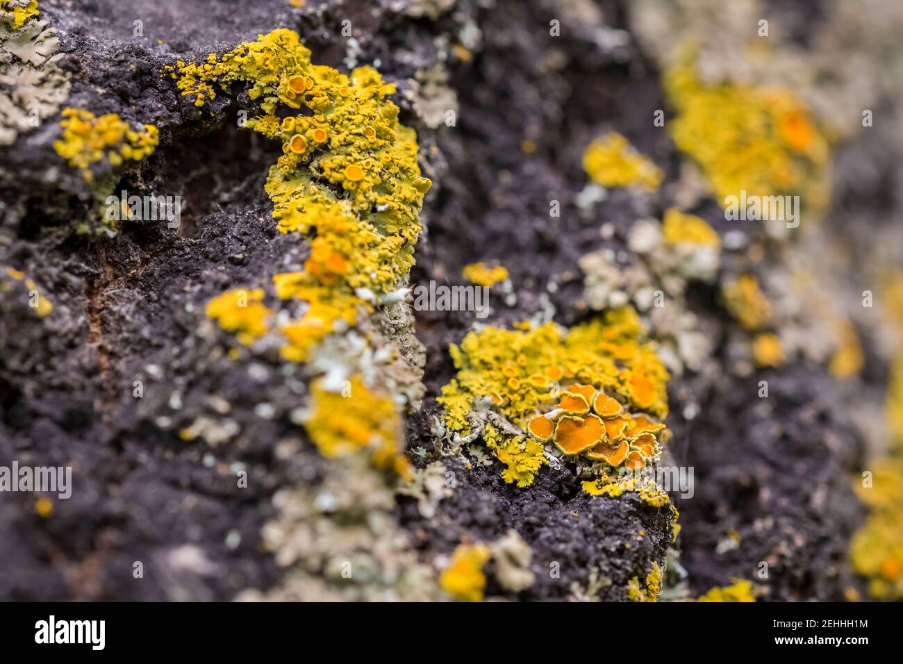 Lichen giallo (Xanthoria Parietina) sulla baracca dell'albero Foto Stock