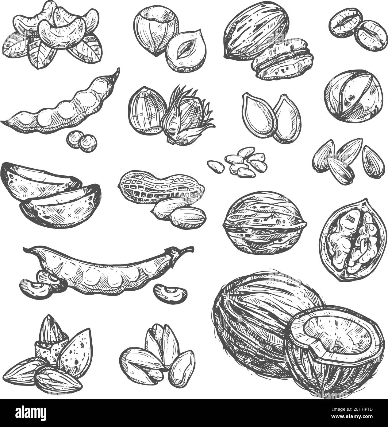 disegno noci - 8 Noci, semi e fagioli insieme di disegno sano super cibo. Arachidi, noci e nocciole, pistacchio, mandorla e anacardi, pecan, macadamia, caffè e così via Immagine e Vettoriale - Alamy