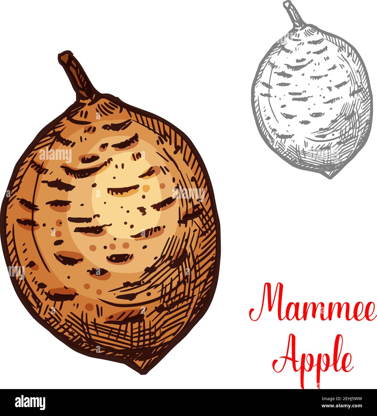 Mammee mela esotica frutta vettore disegno. La mela di Mammee anche conosciuta come albicocca americana isolata su sfondo bianco. Segno colorato di disegno di mammee appl Illustrazione Vettoriale