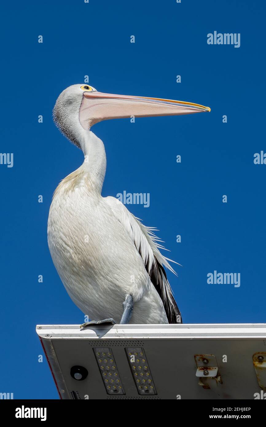 Pelican in posa su un palo di lampada su un molo Foto Stock