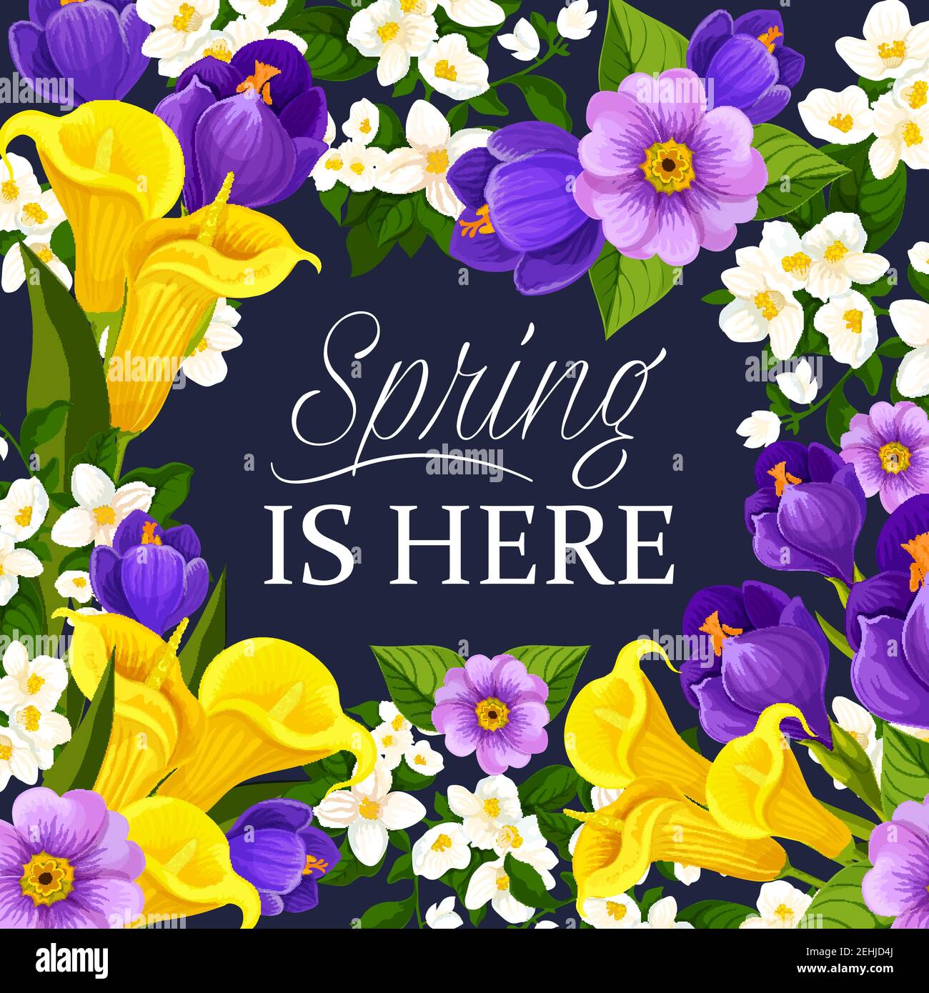 La primavera è qui citazione per stagionale augura auguri card. Disegno vettoriale di narcisi, tulipani e croci bouquet, fiori di neve in fiore, Illustrazione Vettoriale