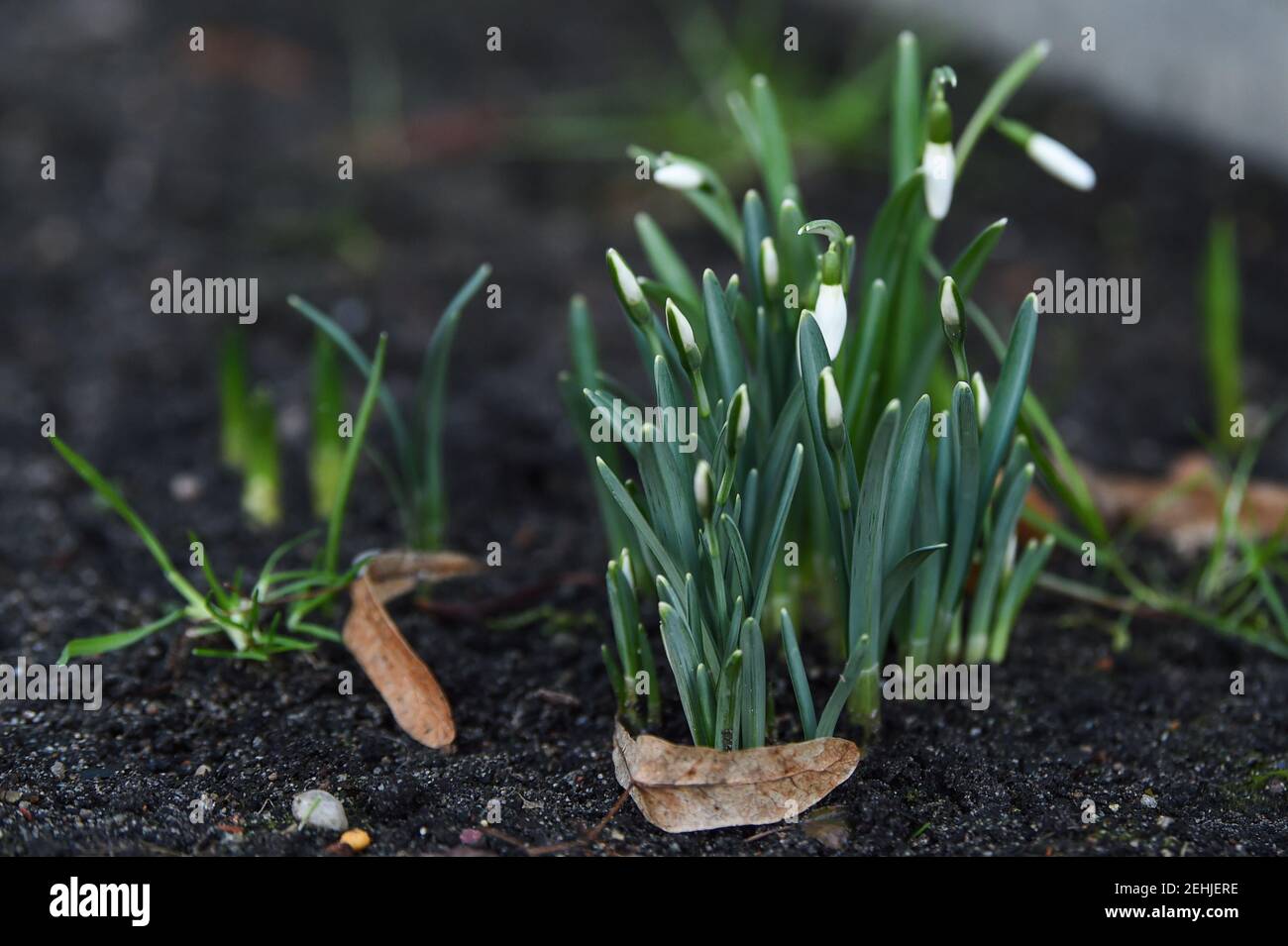 Berlino, Germania. 19 Feb 2021. I primi bloomers iniziali stanno germogliando al bordo del percorso. Le nevicate sono tra le prime piante fiorite della primavera. Credit: Kira Hofmann/dpa-Zentralbild/dpa/Alamy Live News Foto Stock