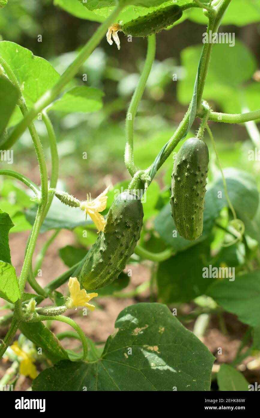 Parte dei cetrioli della pianta - fiori, frutta, foglie, gambo, vite Foto Stock