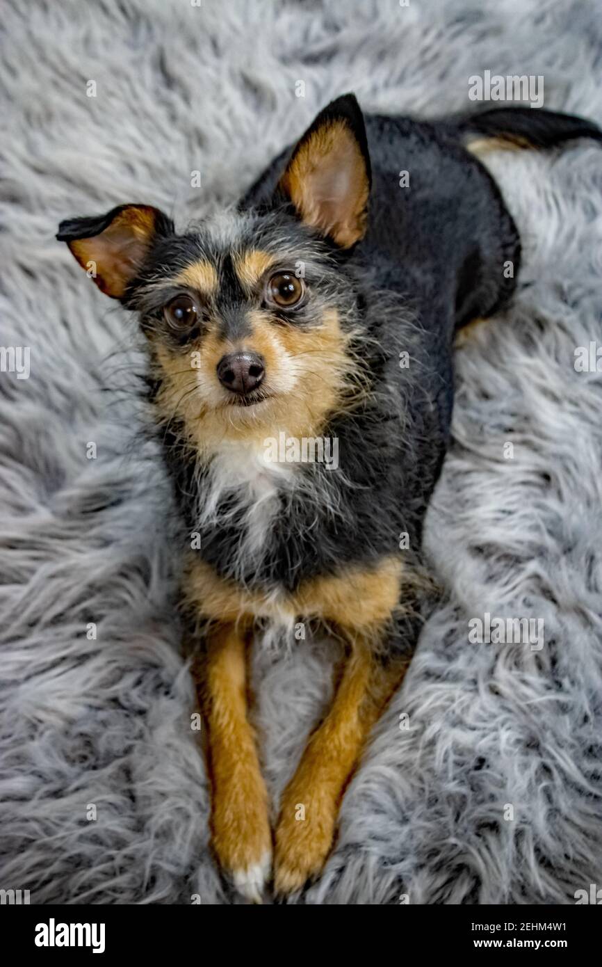 Terrier mix posa su tappeto Foto Stock