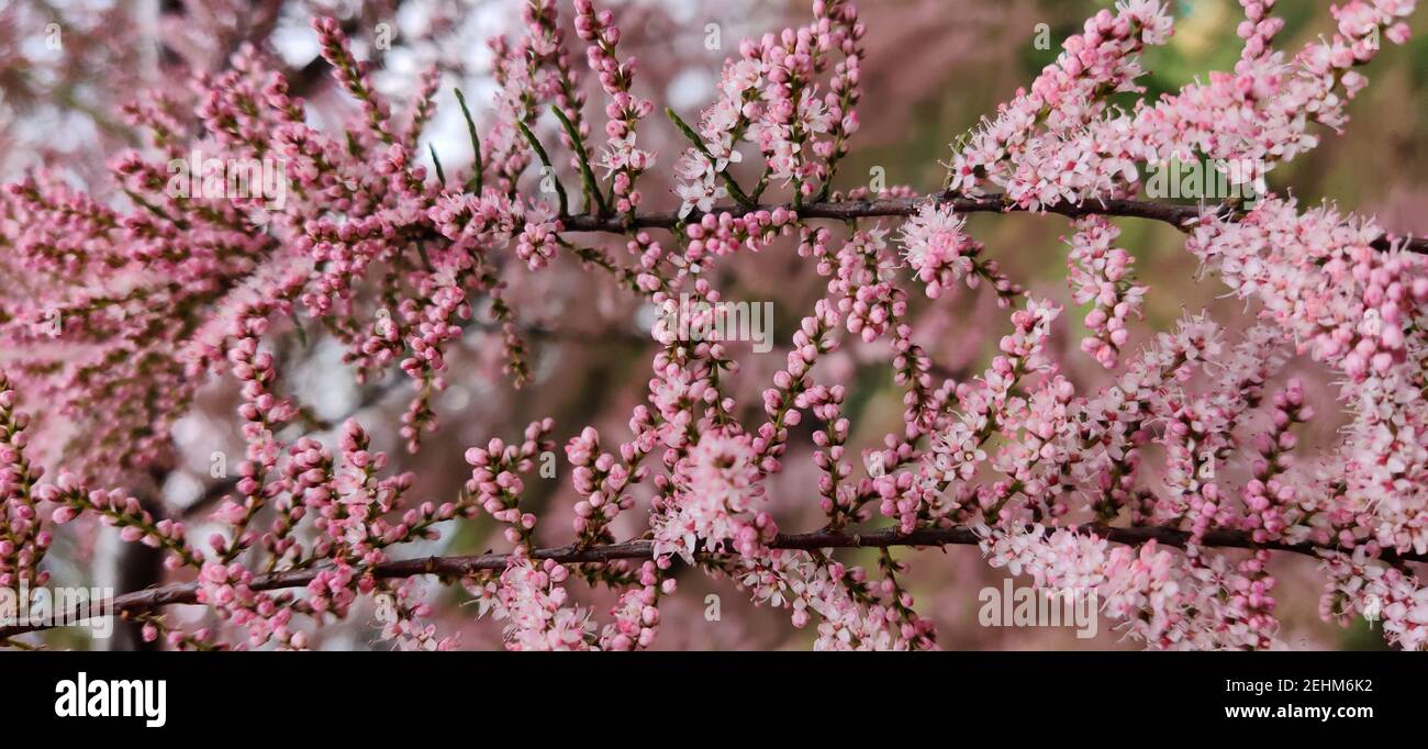 Closeup dei fiori rosa in fiore sulla tetrandra Tamarix rami di albero nel giardino Foto Stock