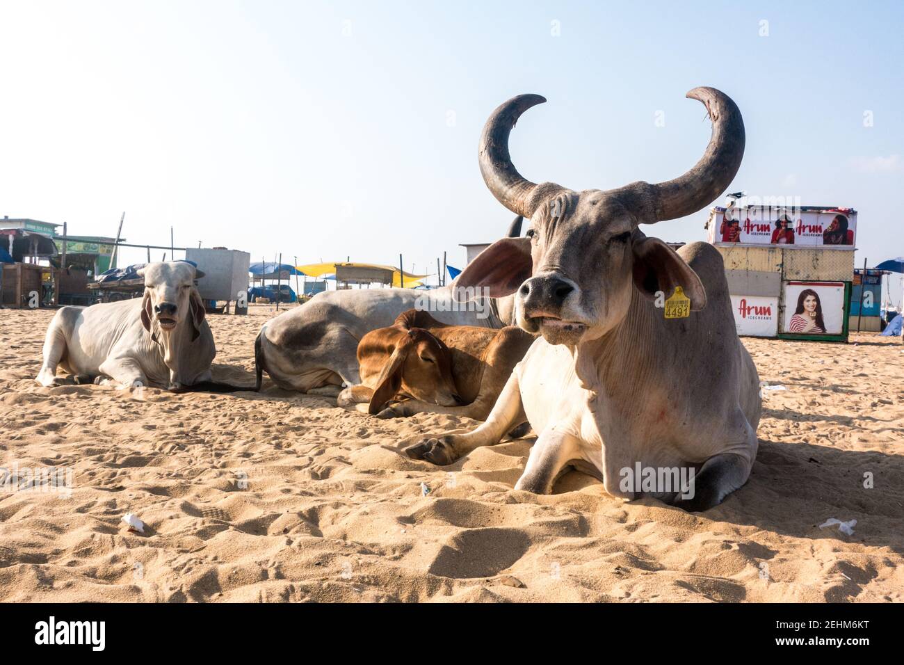 Mucche vaganti che riposano nella spiaggia di sabbia a Chennai Marina, Tamil Nadu, India Foto Stock