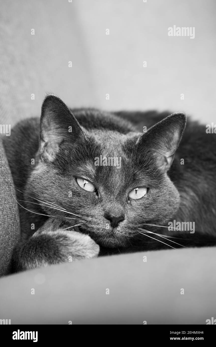 Pigro gatto russo di razza blu che riposa sul divano. Foto Stock