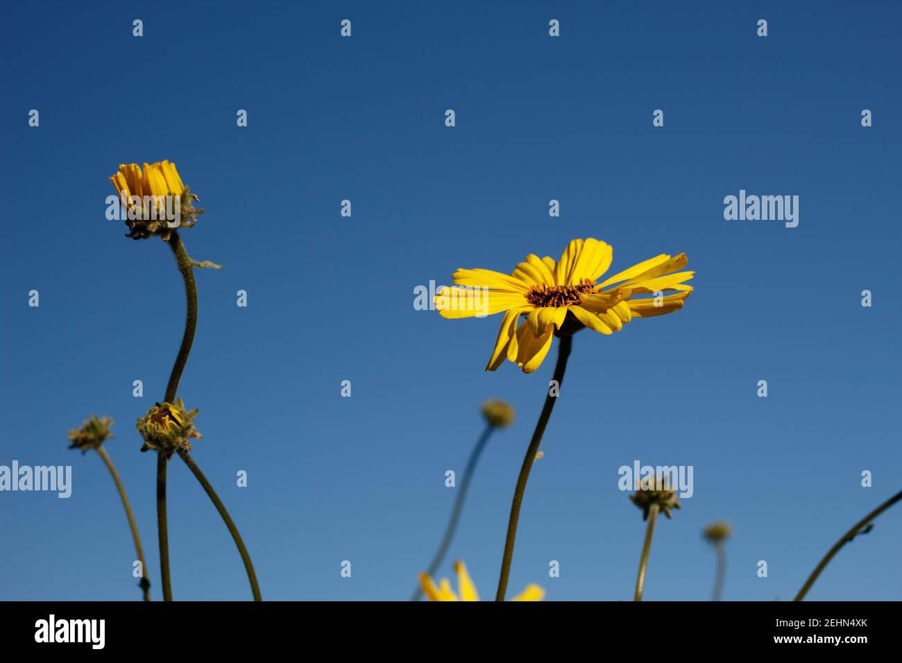 Fiore di testa gialla di Costa Brittlebush, Encelia californica, Asteraceae, arbusto nativo, Ballona Frassino d'acqua dolce, Costa meridionale della California, inverno. Foto Stock