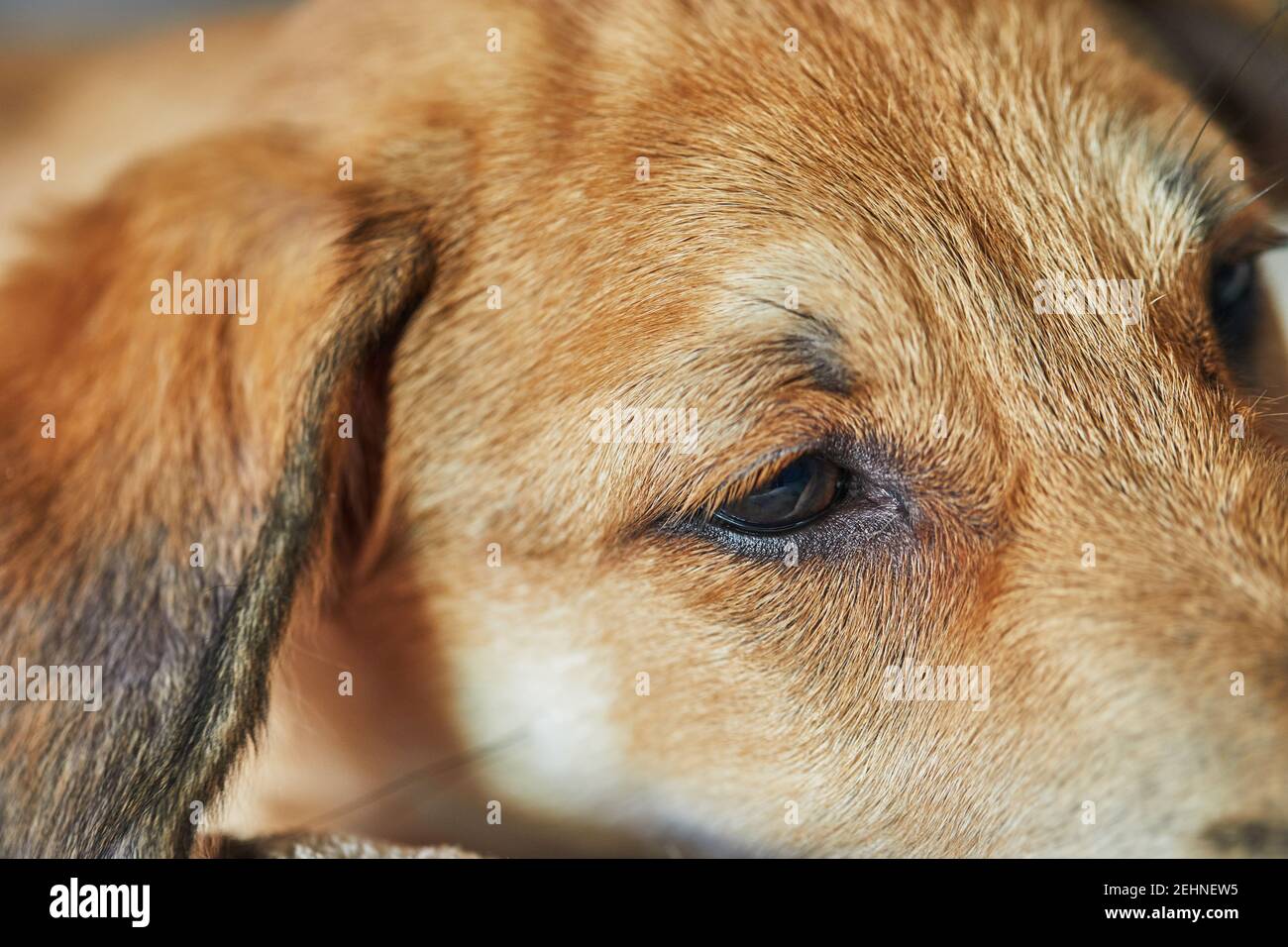 Carino cane dai capelli rossi con orecchie appese da vicino. Foto Stock