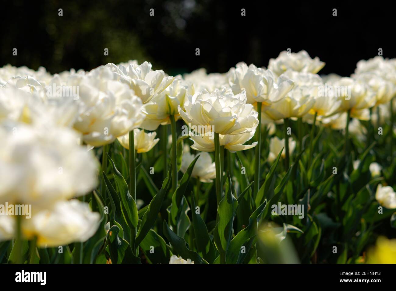 Tulipani bianchi nella luce del sole fioriscono nel giardino in primavera. Splendido sfondo luminoso e delicato sullo sfondo. Messa a fuoco morbida, illuminazione calda, file di s. Foto Stock