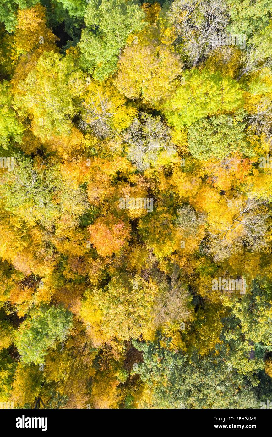 Autunno caduta alberi alberi foresta boschi foglie colorate stagione aerea visualizzazione foto sfondo formato verticale sfondi Foto Stock