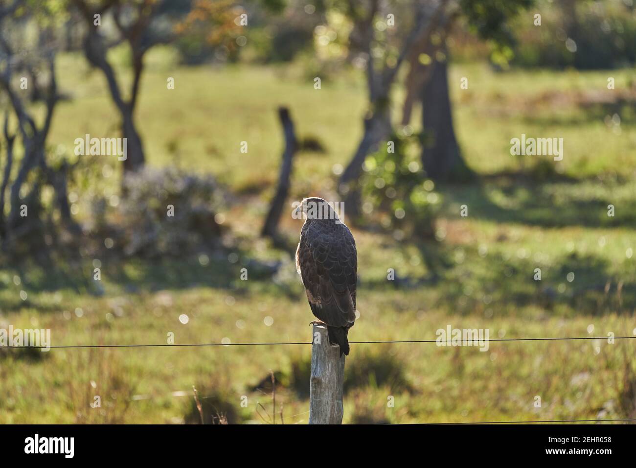 L'aquilone di lumaca giovanile, Rosthamus sociabilis, è un uccello di preda della famiglia Accipitridae con becco sottile, occhi rossi e piumaggio grigio scuro. R Foto Stock