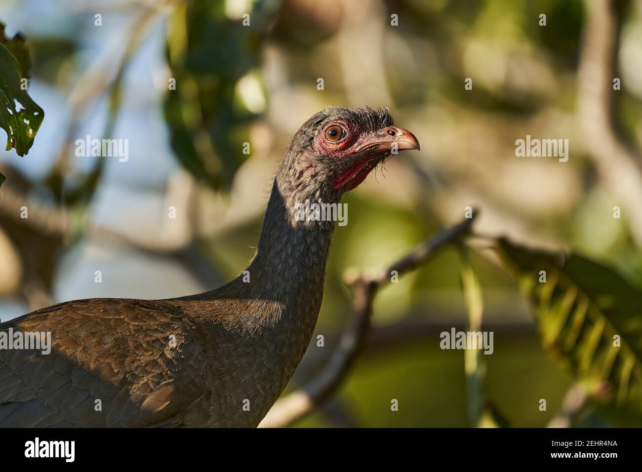 Uccelli esotici del Pantanal. Il Chaco chachalaca, Ortalis canicollis, è un uccello della famiglia dei Cracidae, che si trova in subtropicale o tropicale Foto Stock