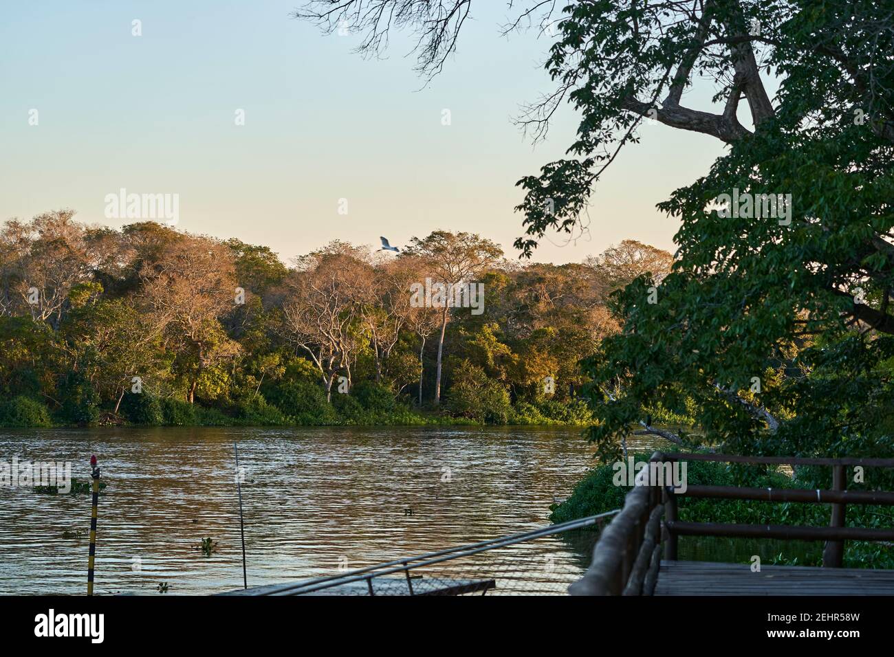 Passerella in legno nella foresta pluviale della giungla lungo il fiume Miranda nel Pantanal, Brasile, Sud America. Alberi esotici e gentili e tranquilli Foto Stock