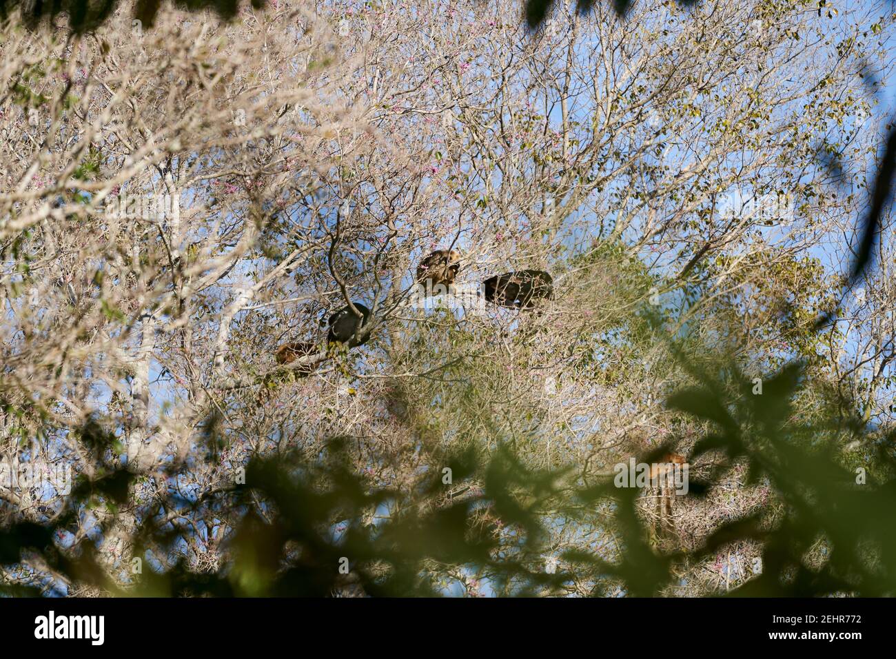 Scimmie urlatrici, monotipiche Alouatta nella sottofamiglia Alouattinae, adagiate sugli alberi delle paludi Pantanali, sono famose per le loro forti urli, Braz Foto Stock