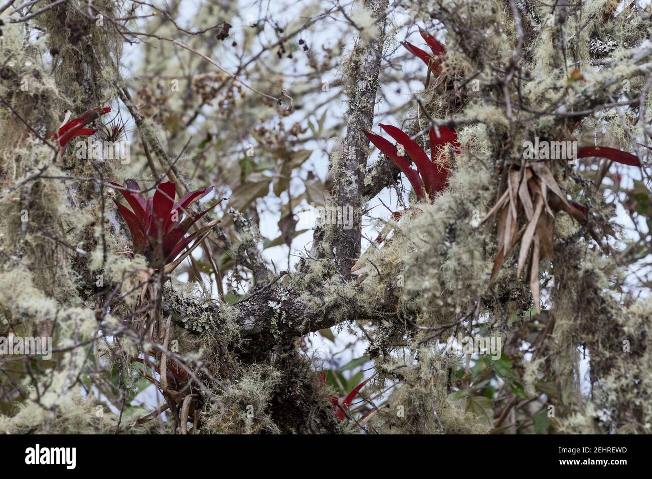 Bromeliadi e lichene in armonia su un albero, Kuelap Cittadella, Kuelap, Perù Foto Stock