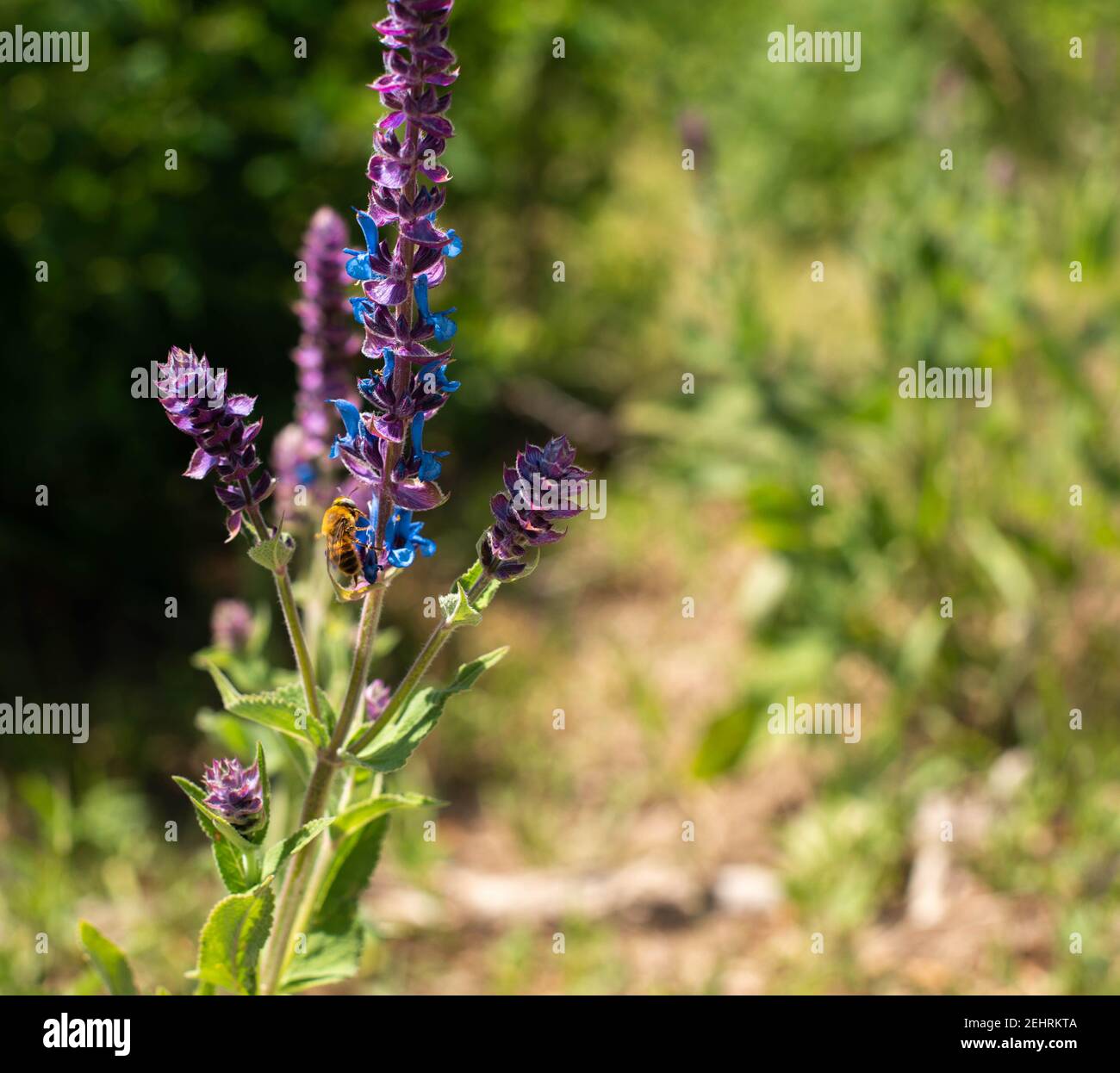 un fiore viola puntinato sullo sfondo di foglie verdi Foto Stock