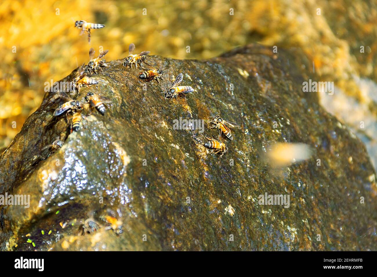 Indiana Bee (ape gigante, Apis dorsata) in un luogo di irrigazione sotto una piccola cascata, lo spruzzo cade su una pietra. Da qualche parte vicino al nido appeso delle api (col Foto Stock