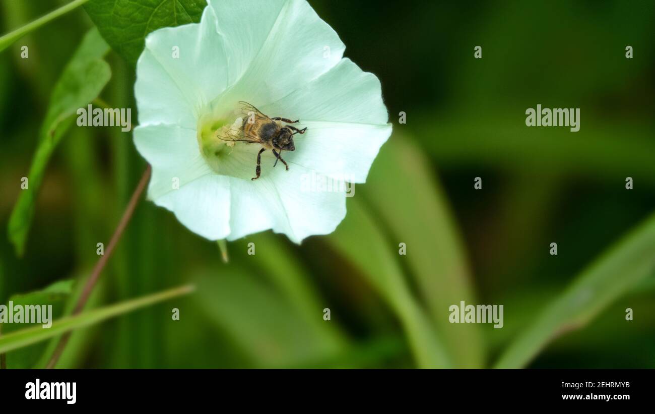 Erbacce di campo (Convolvulus arvensis) su prati e api, la pianta del miele Foto Stock