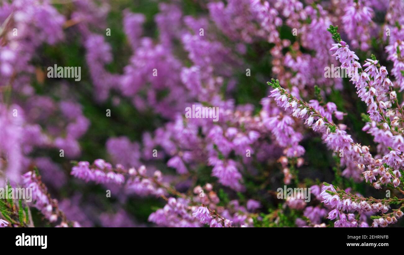 Rosa bellezza di massa fioritura Heather, Erica (Calluna vulgaris) Foto Stock