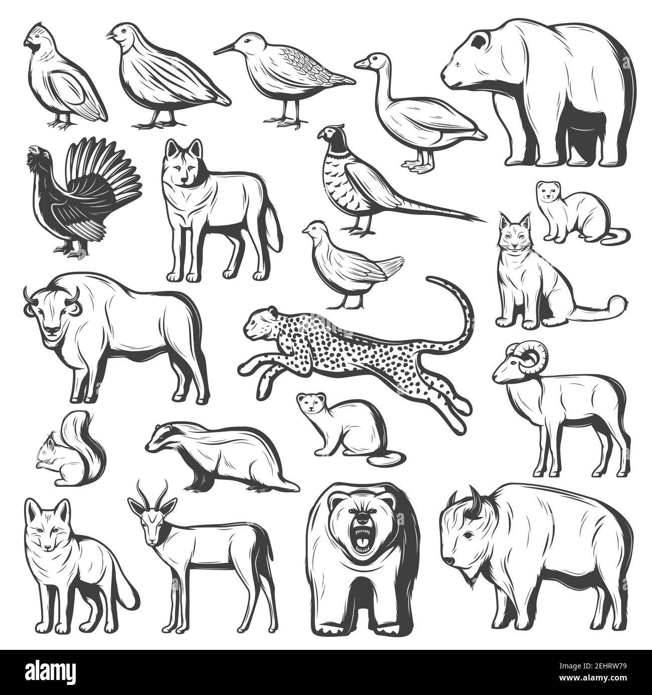 Animali selvatici e uccelli, caccia sport. Vettore monocromo orso, lupo e ghepardo, bufalo, lince e bisonte, fagiano, quaglia e oca, gazzelle, grizzly Illustrazione Vettoriale