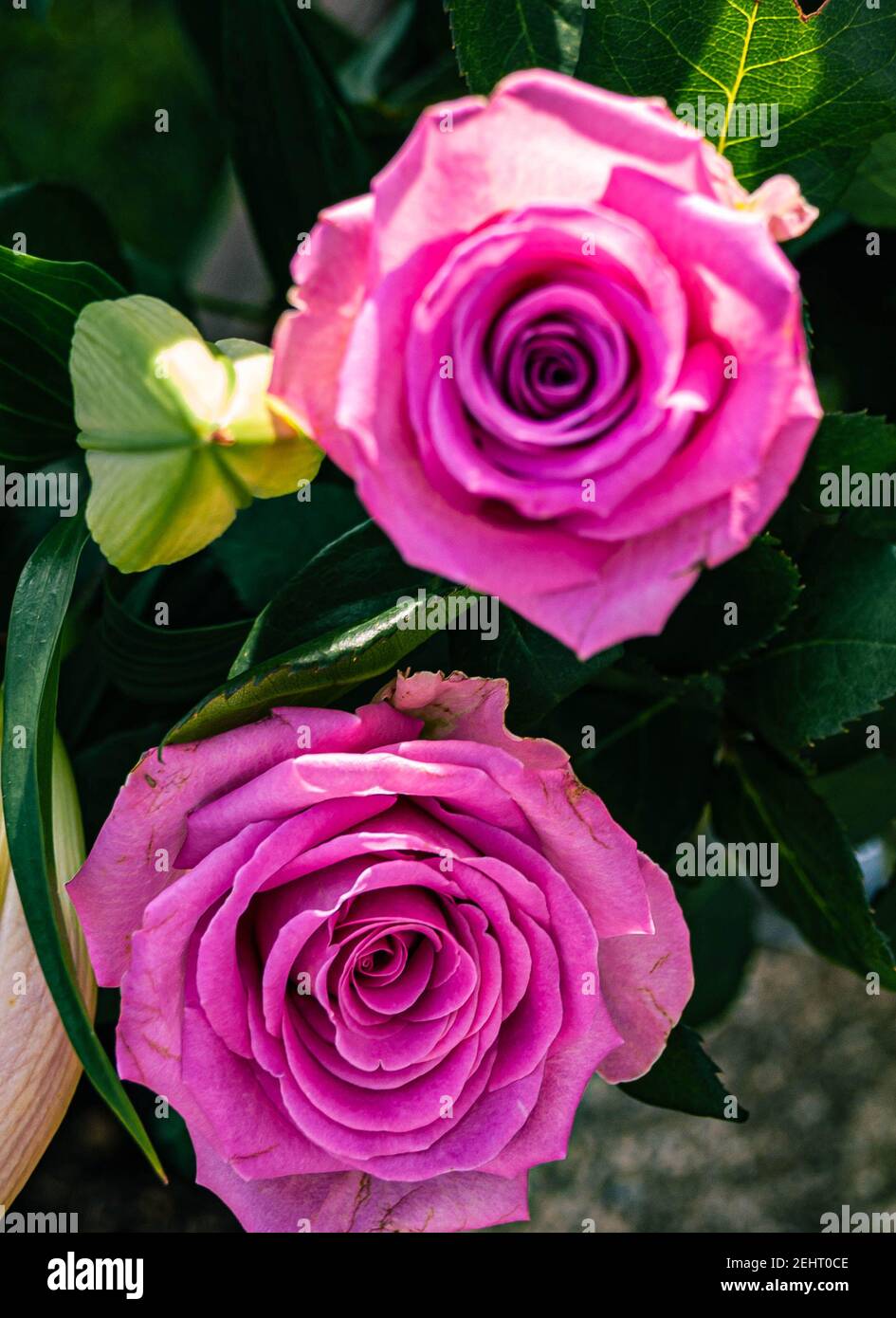 Bellissimi fiori Foto Stock