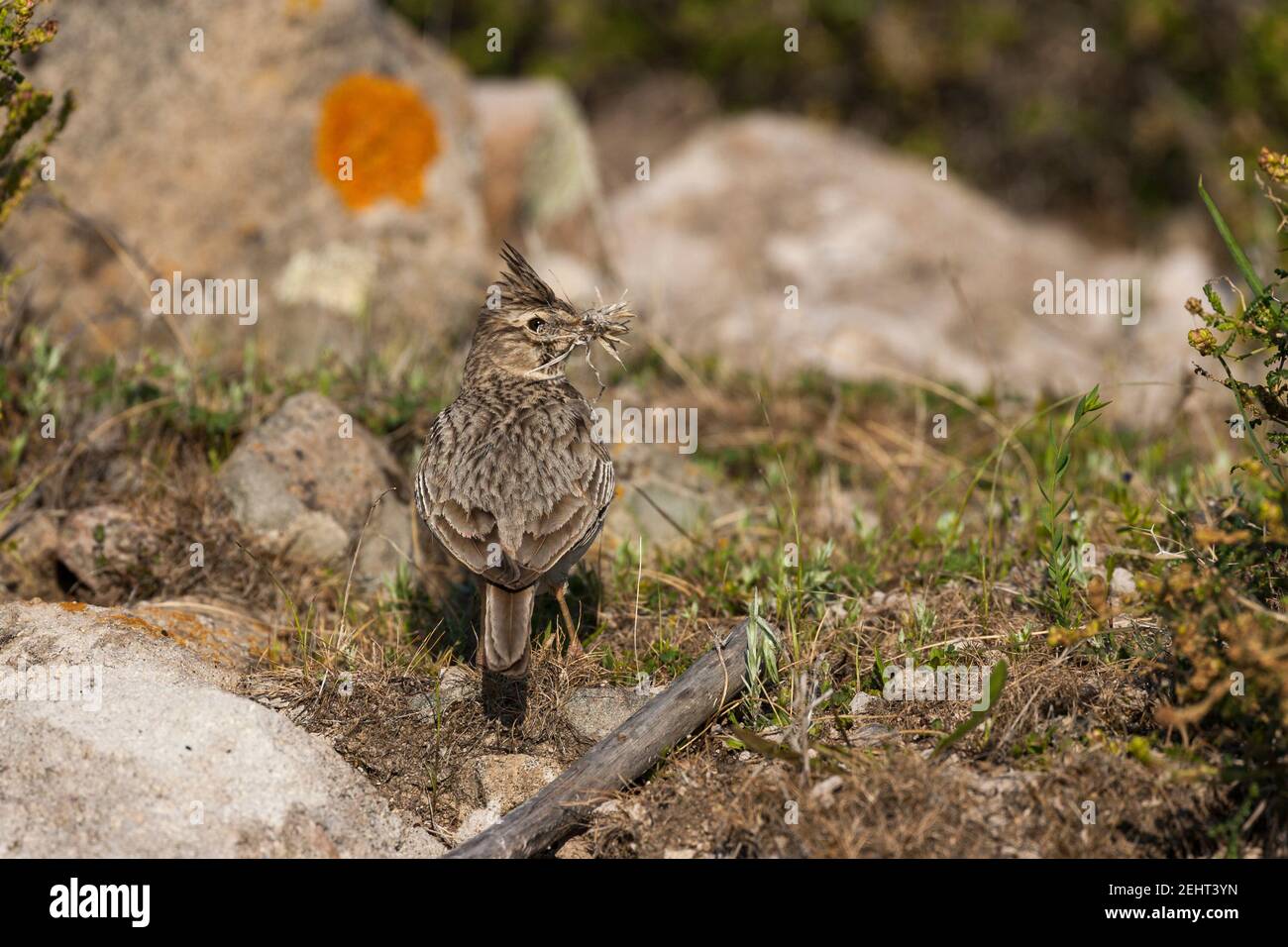 Lark crestato Galerida cristata, materiale nido per adulti, saline Kalloni, Lesvos, Grecia, aprile Foto Stock