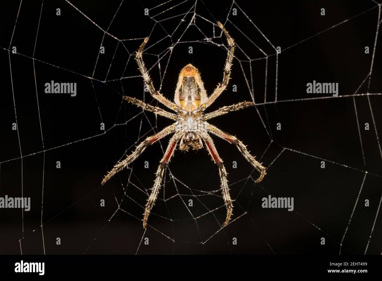 Spider + web, foresta pluviale amazzonica, fiume Napo, Yasuni, Parco Nazionale di Yasuni, Ecuador, Foto Stock